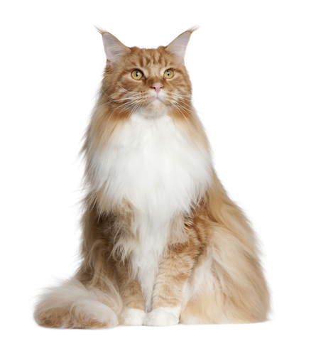 Maine Coon